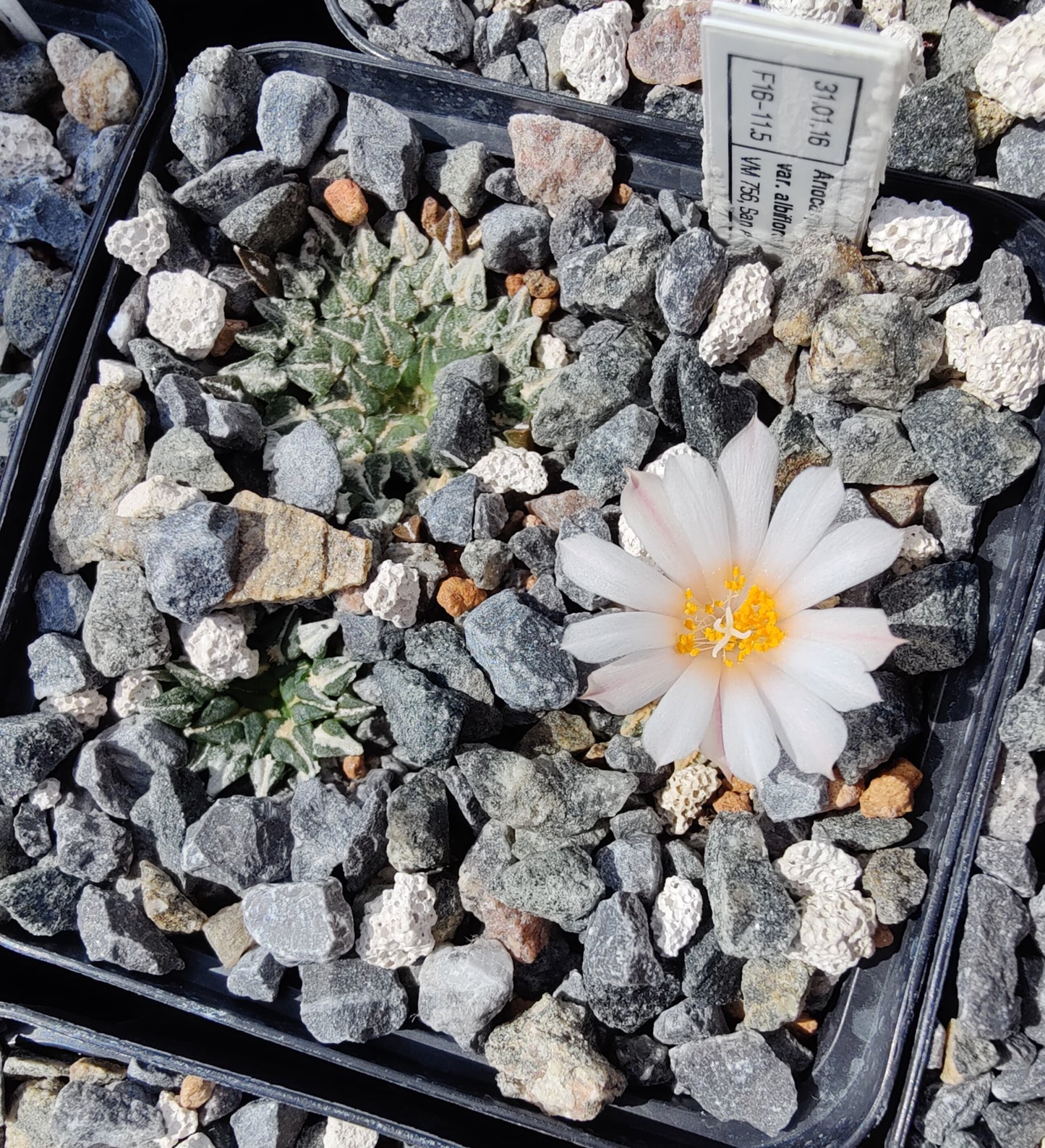 Ariocarpus kotschoubeyanus var. albiflorus VM 756 (10 frø)