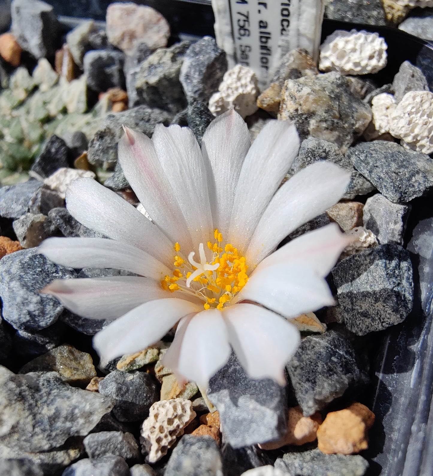 Ariocarpus kotschoubeyanus var. albiflorus VM 756 (10 frø)