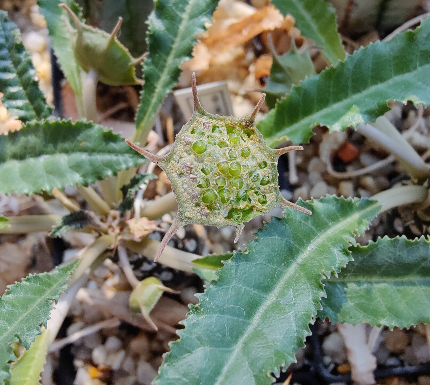 Dorstenia foetida (10 frø)