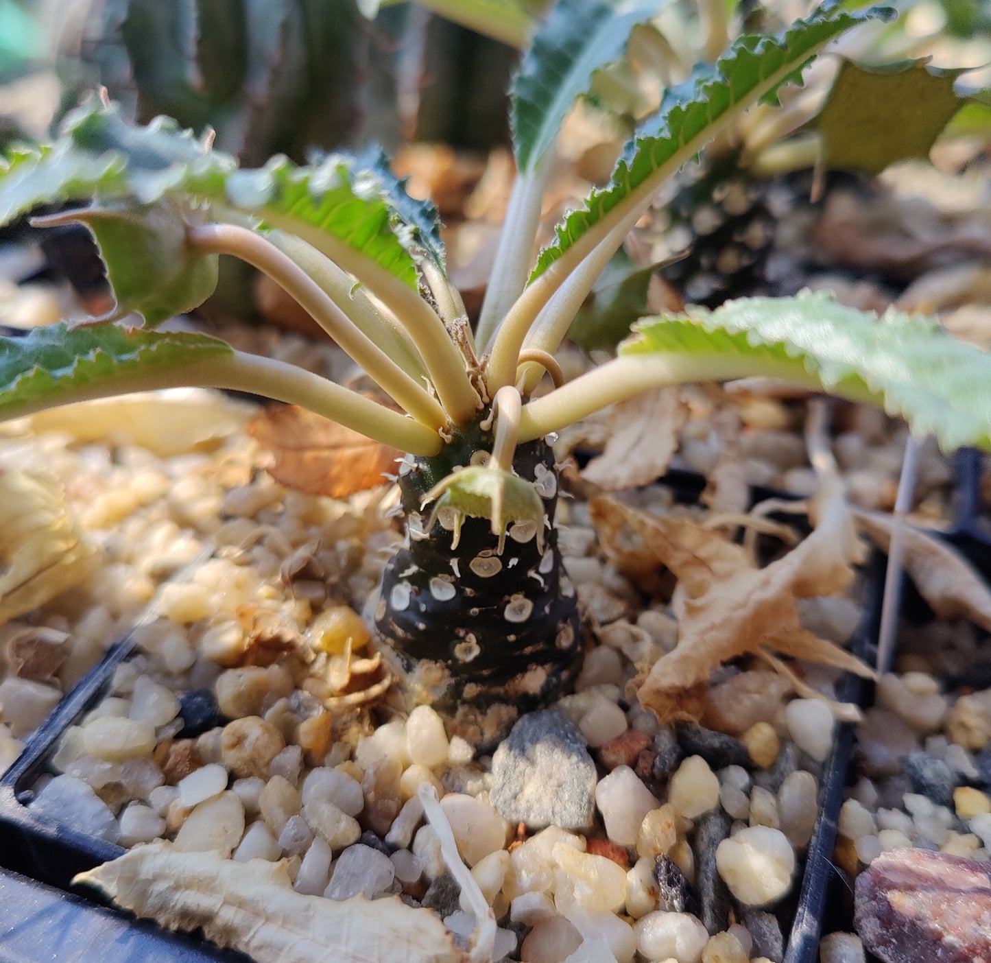 Dorstenia foetida (10 frø)