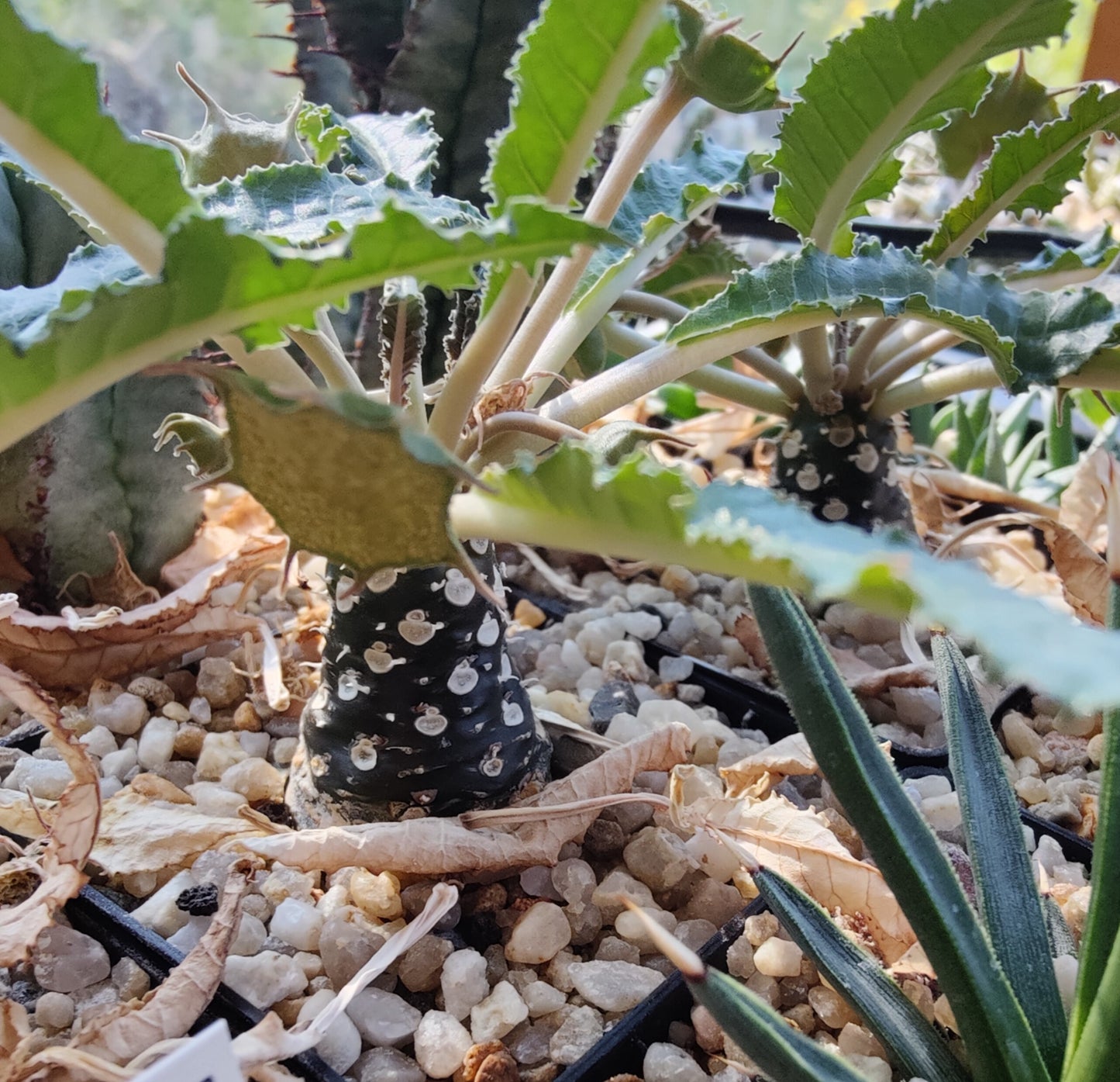 Dorstenia foetida (10 frø)