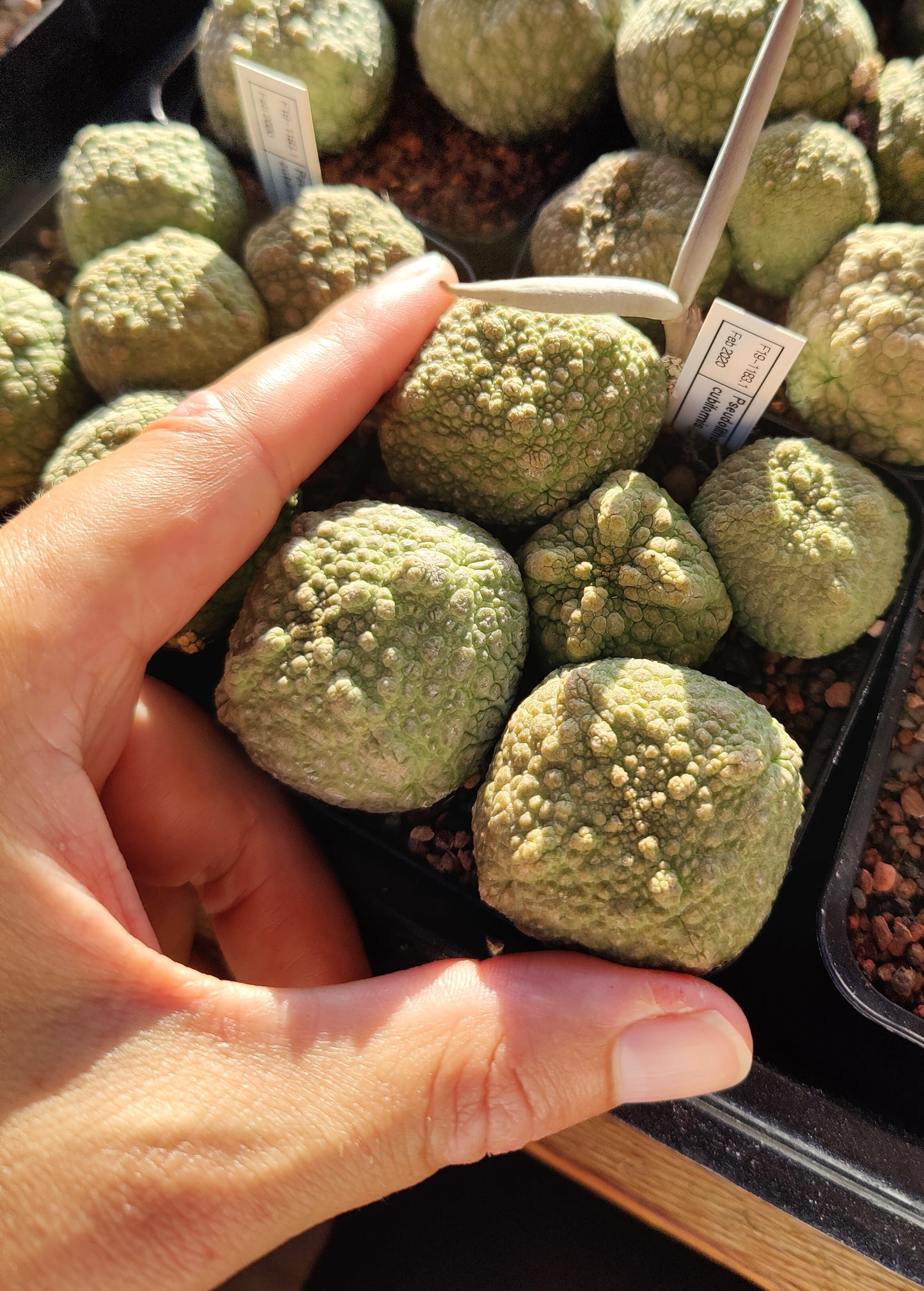 Pseudolithos cubiformis x Pseudolithos migiurtinus (plante)