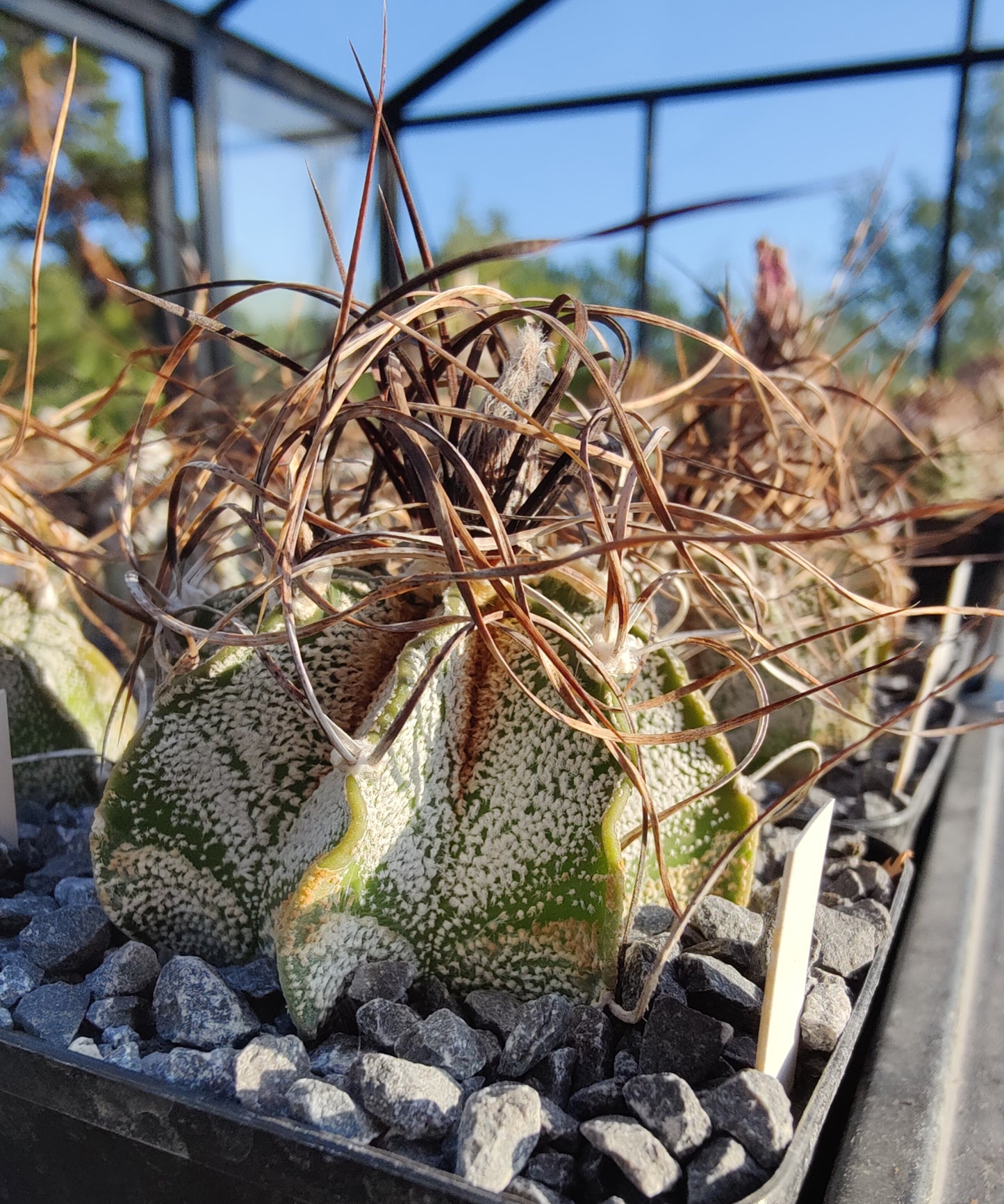 Astrophytum capricorne SB 331 (20 frø)