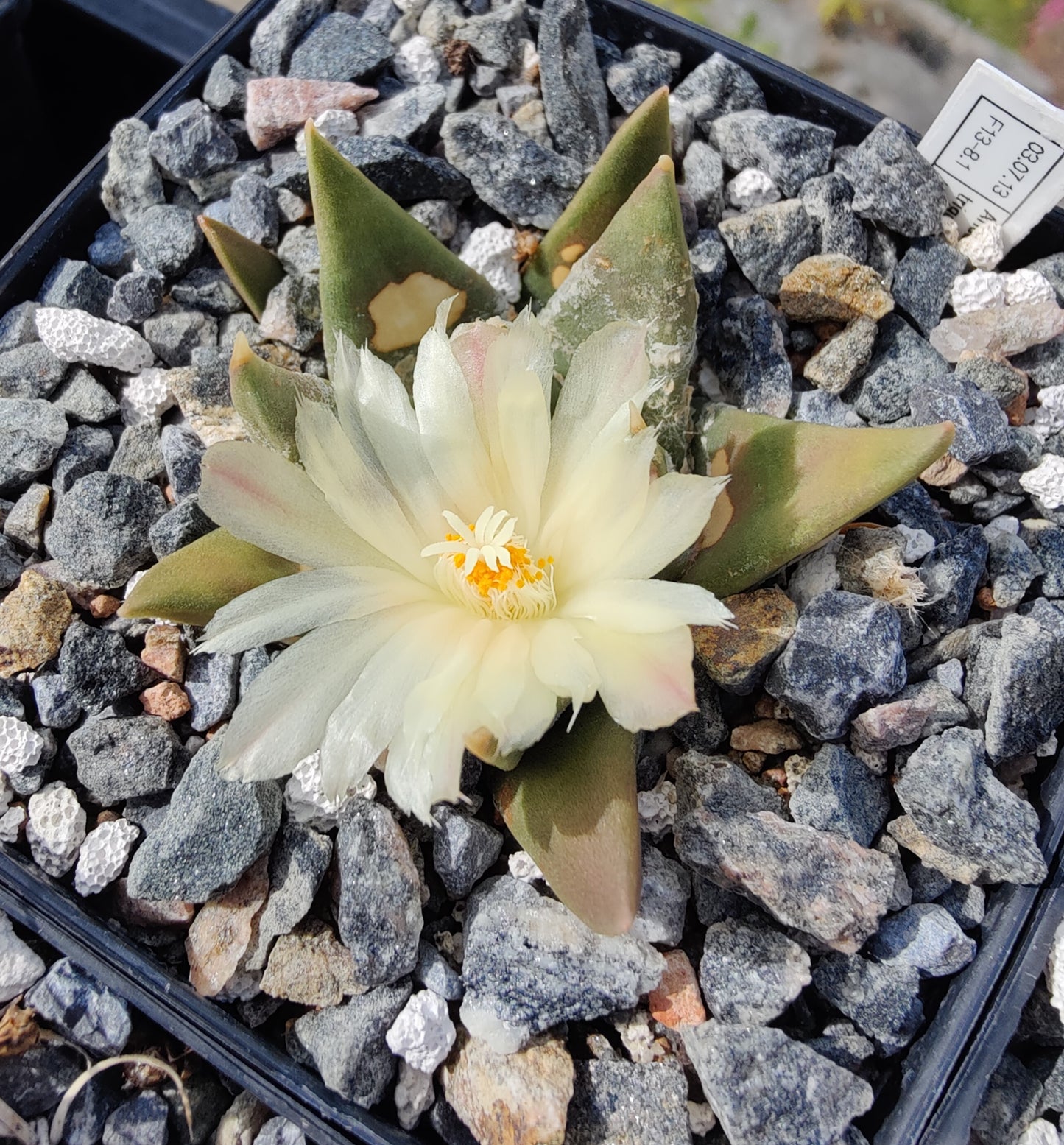 Ariocarpus trigonus Lau 683 (10 frø)