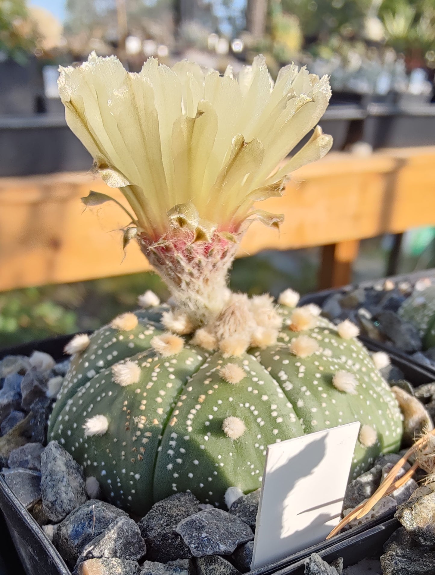 Astrophytum asterias, (Estancion Calles) (20 frø)