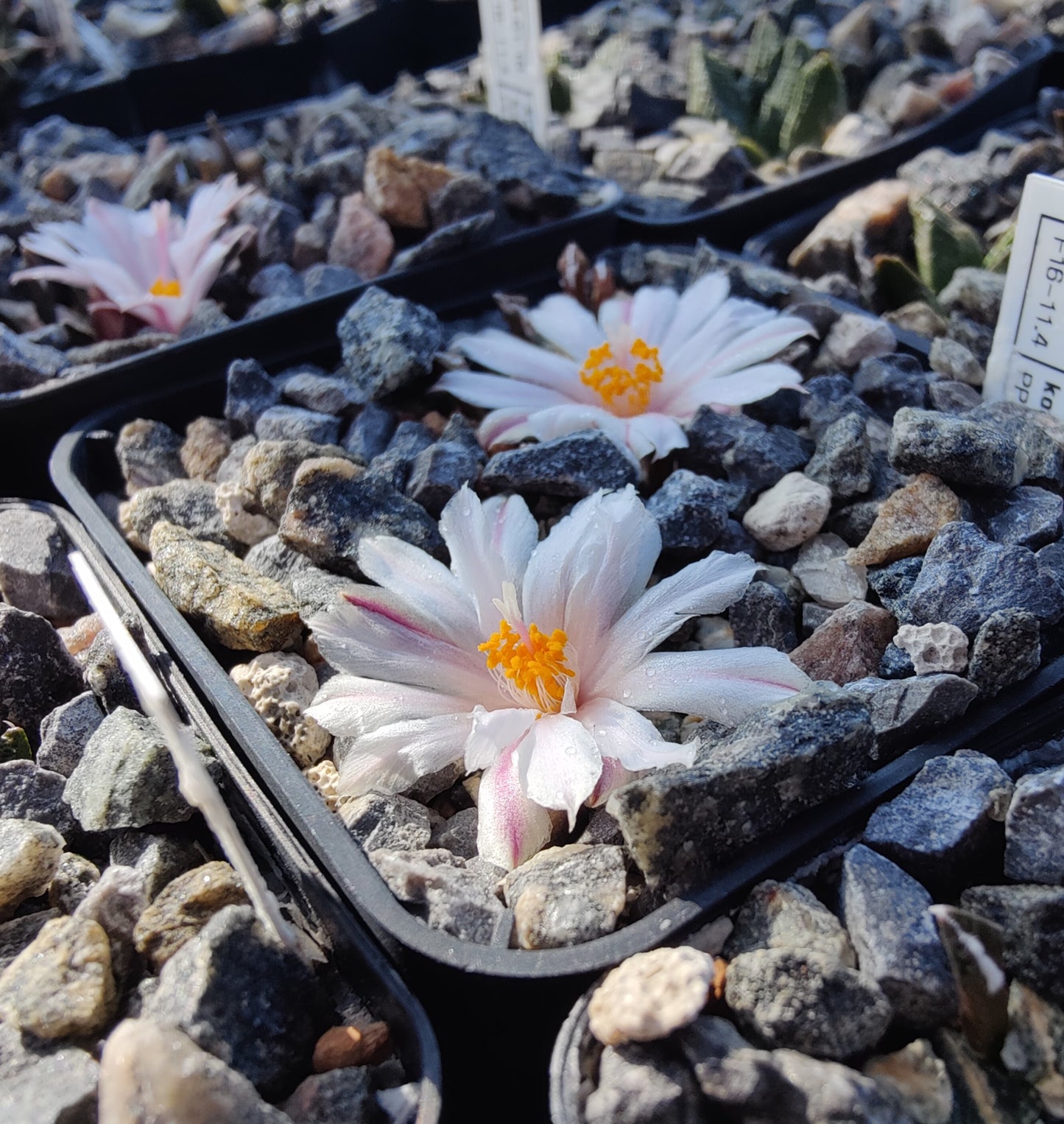 Ariocarpus kotschoubeyanus var. albiflorus PP 423 (10 frø)