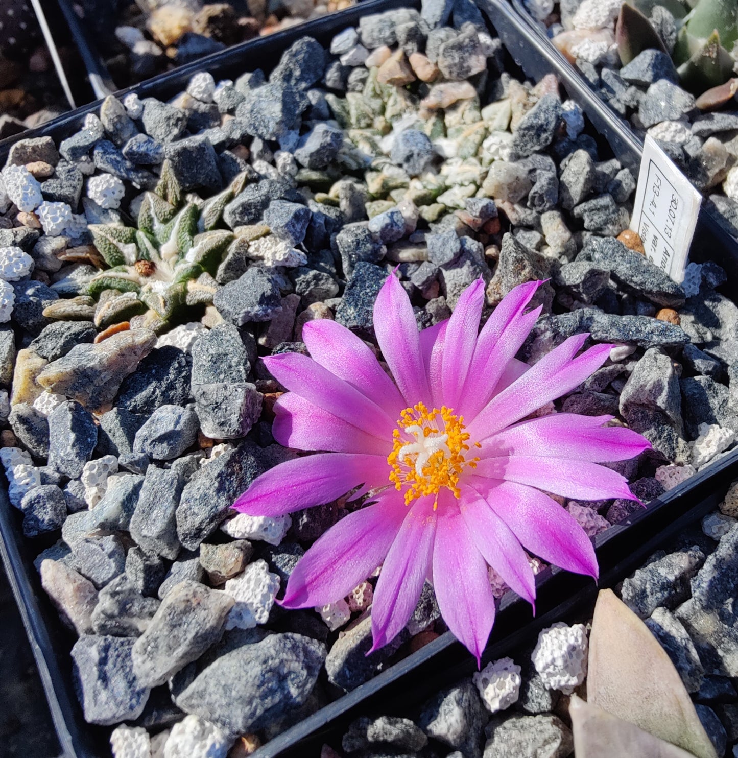 Ariocarpus kotschoubeyanus var. elephantidens (10 frø)