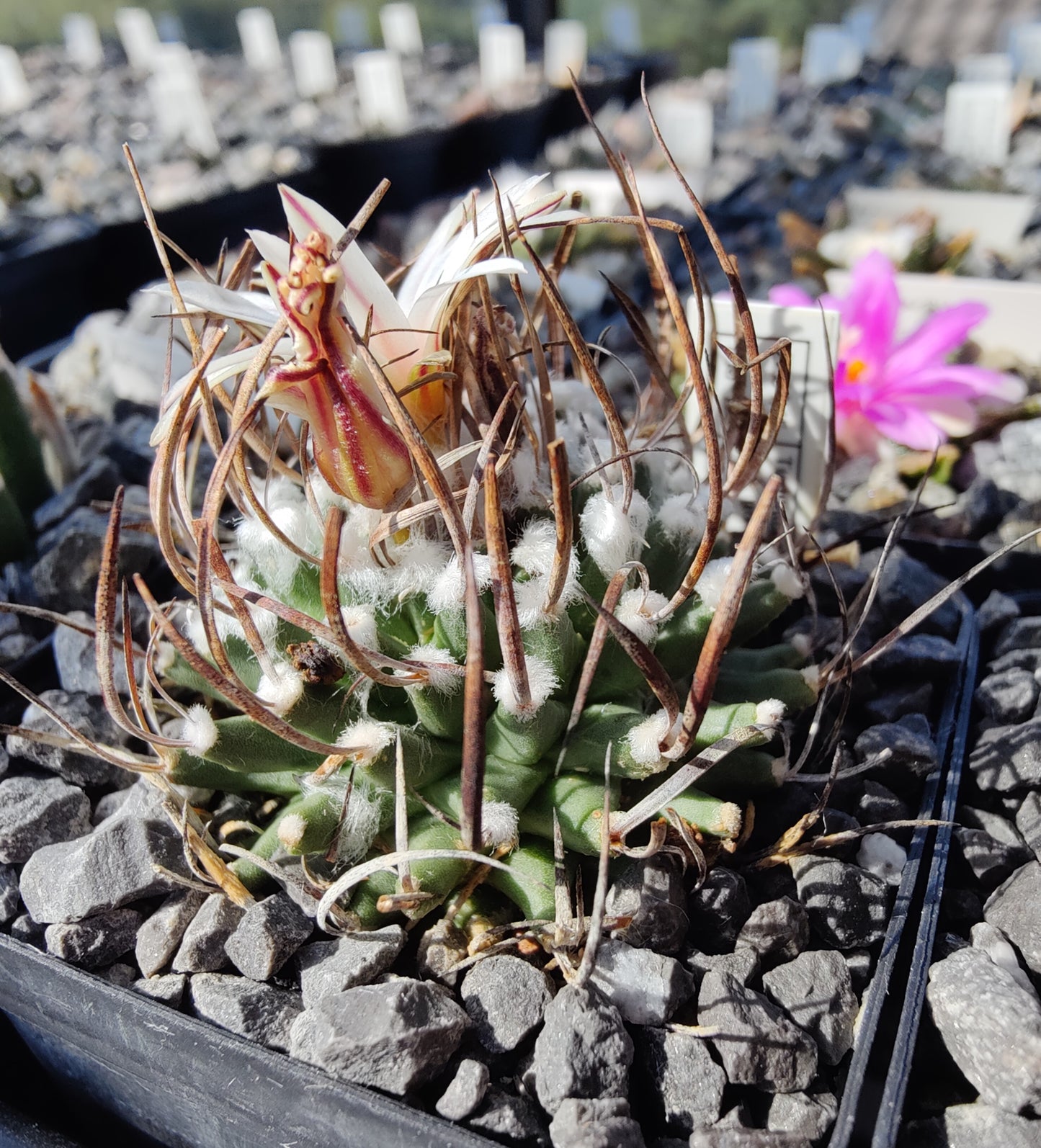 Turbinicarpus gracilis RS 321B (10 frø)