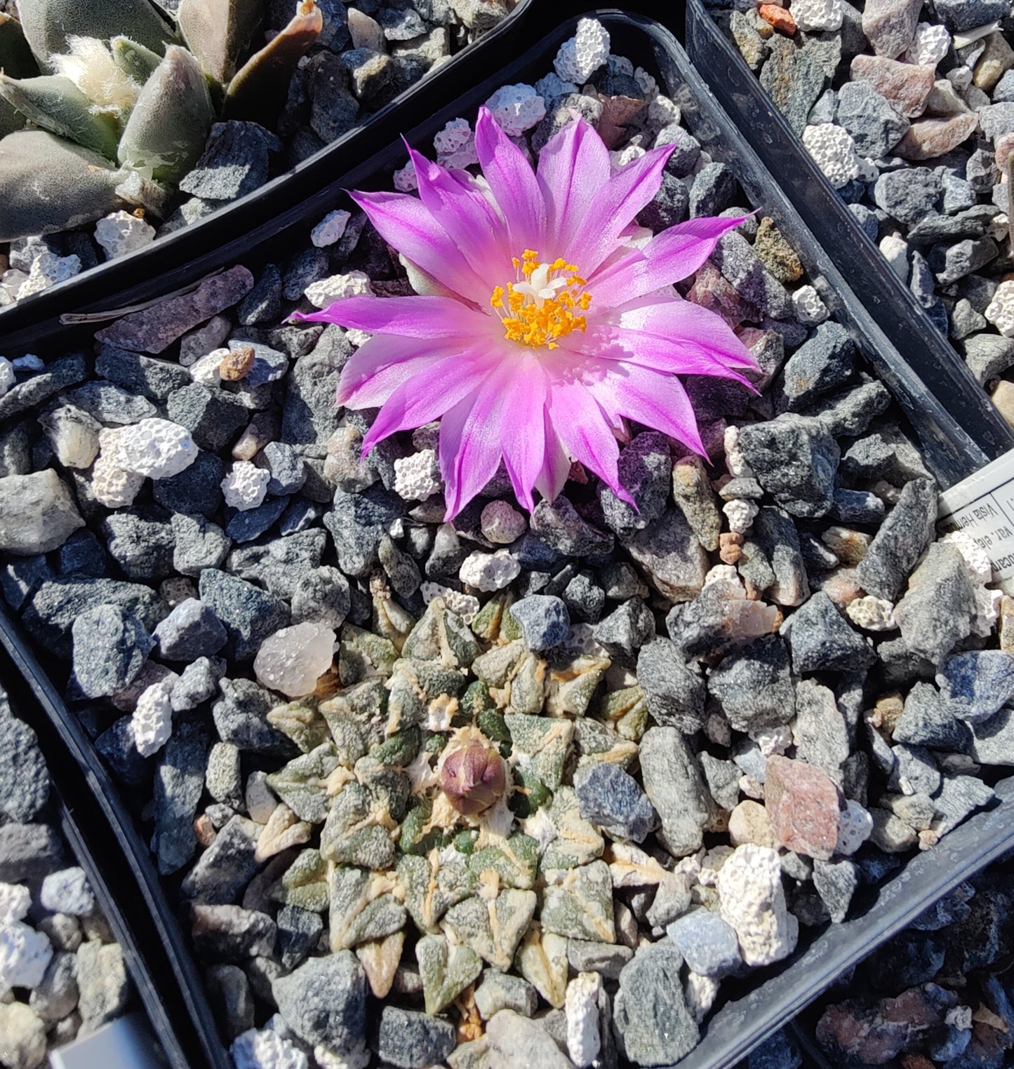 Ariocarpus kotschoubeyanus var. elephantidens (10 frø)