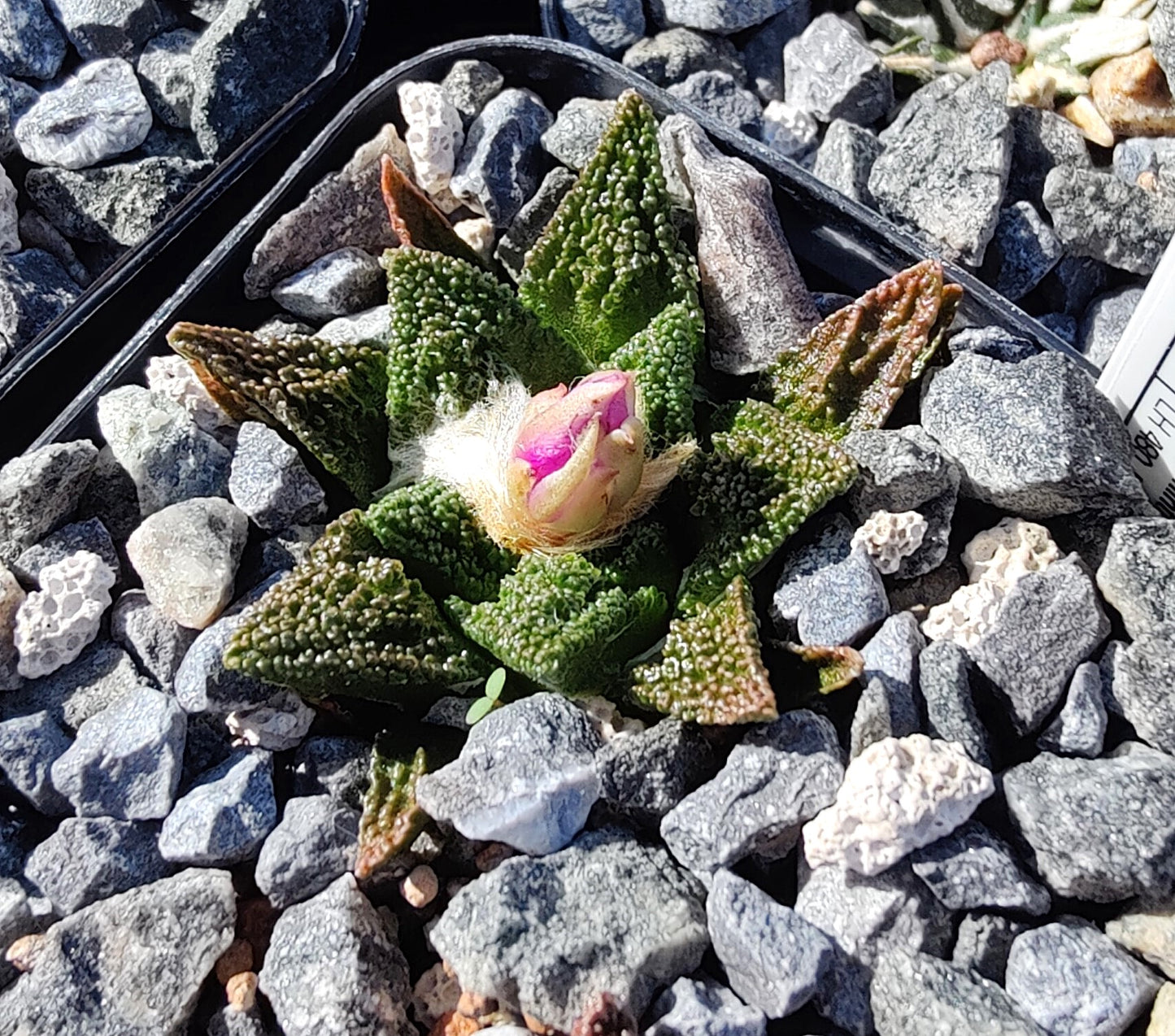 Ariocarpus bravoanus ssp. hintonii LH 480 (10 frø)