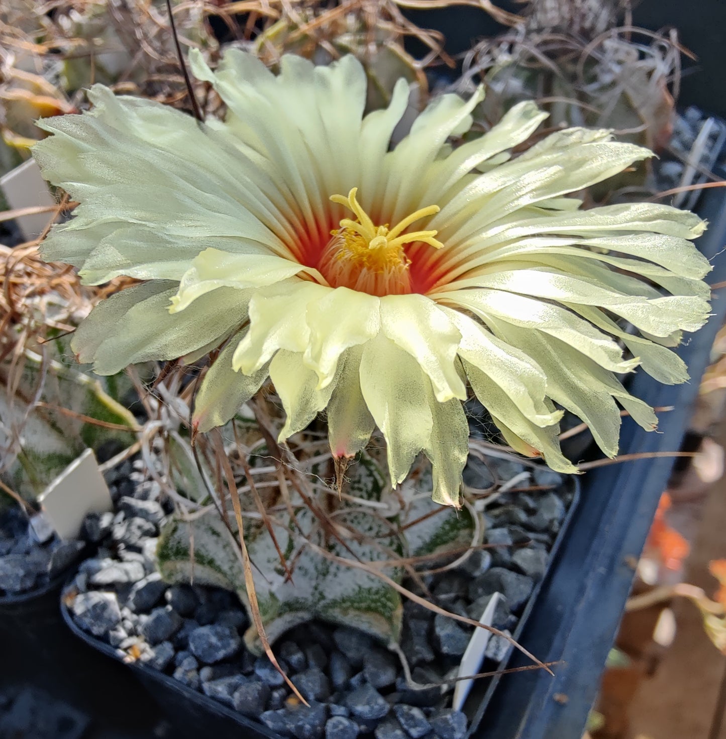 Astrophytum capricorne SB 331 (20 frø)