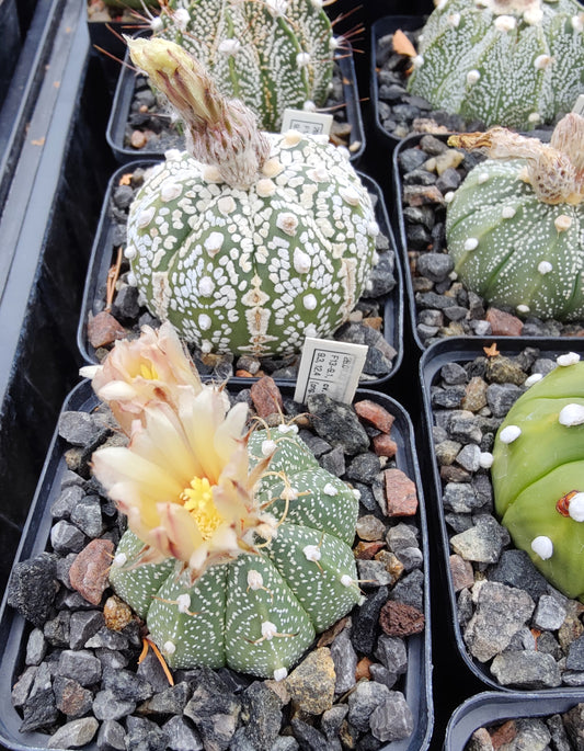 Astrophytum asterias Hybrid MIX (20 frø)