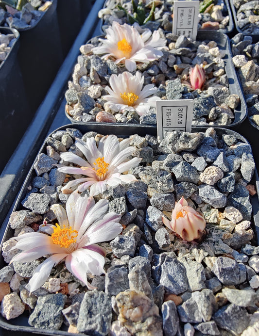 Ariocarpus kotschoubeyanus var. albiflorus VM 756 (10 frø)