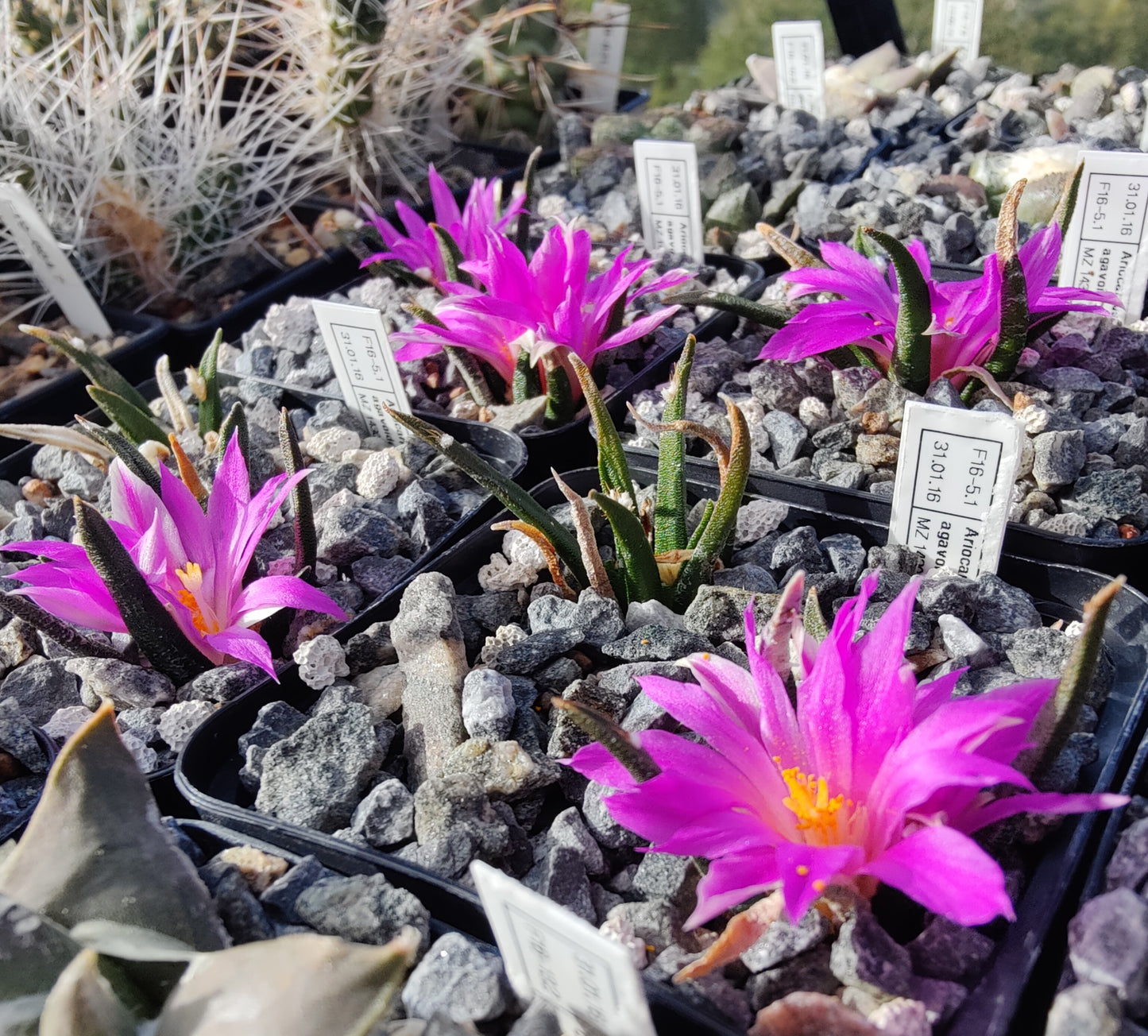 Ariocarpus agavoides MZ 1430 (10 frø)