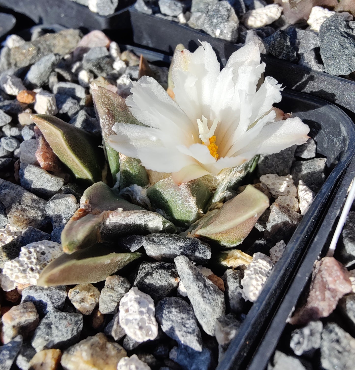 Ariocarpus retusus ssp. scaphirostroides PP 378 (10 frø)