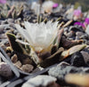 Ariocarpus retusus ssp. scaphirostroides PP 378 (10 frø)