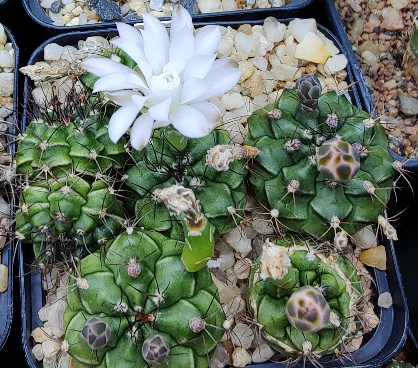 Gymnocalycium anisitsii ssp. volkeri, VoS 17-2166 (10 frø)