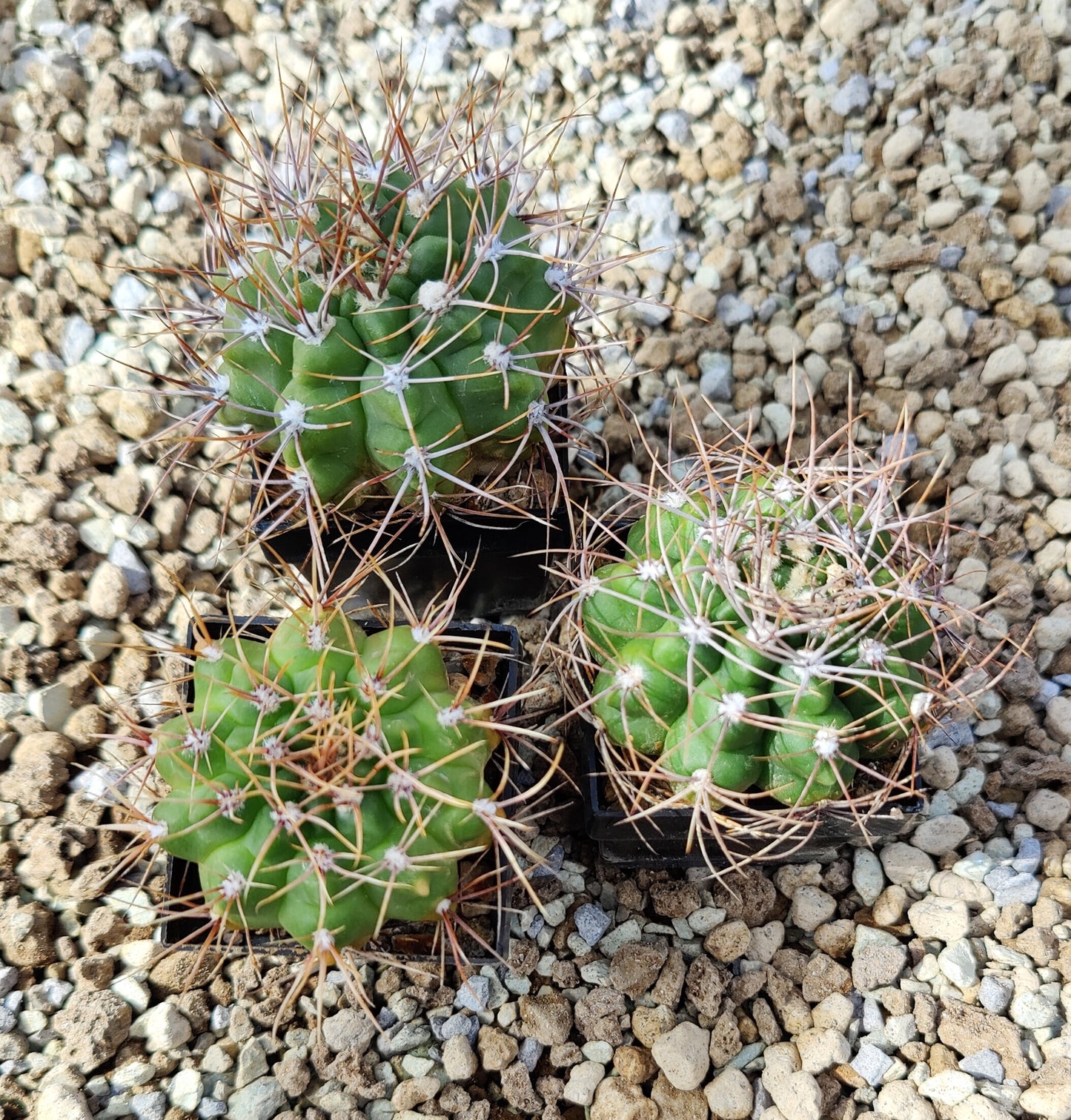 Gymnocalycium gibbosum