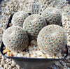 Aylostera heliosa var. solisioides RH 1024 (plante)