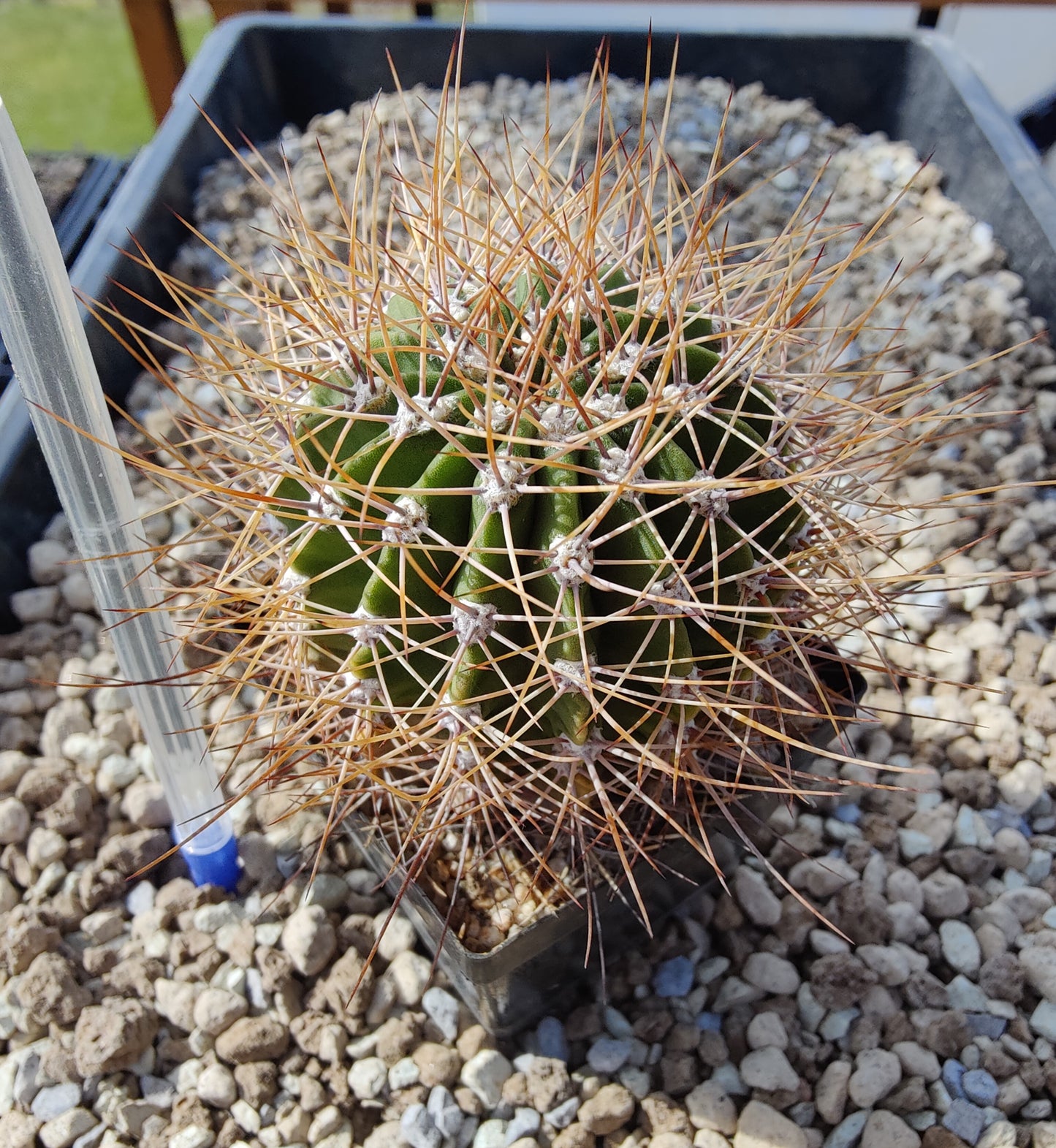 Acanthocalycium spiniflorum (plante)