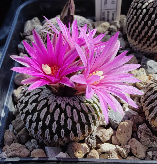 Turbinicarpus pseudopectinatus SB 267 (10 frø)