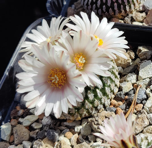 Turbinicarpus pseudopectinatus, Mier y Noriega (hvit) (10 frø)