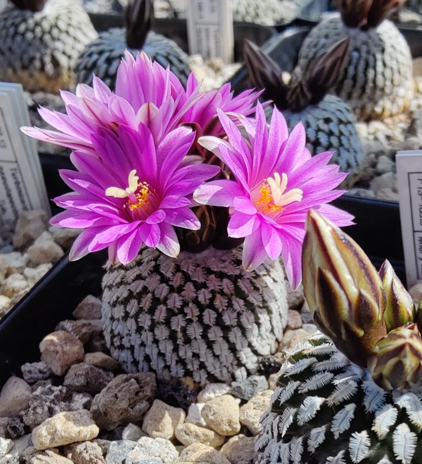 Turbinicarpus pseudopectinatus, Mier y Noriega (rosa) (10 frø)