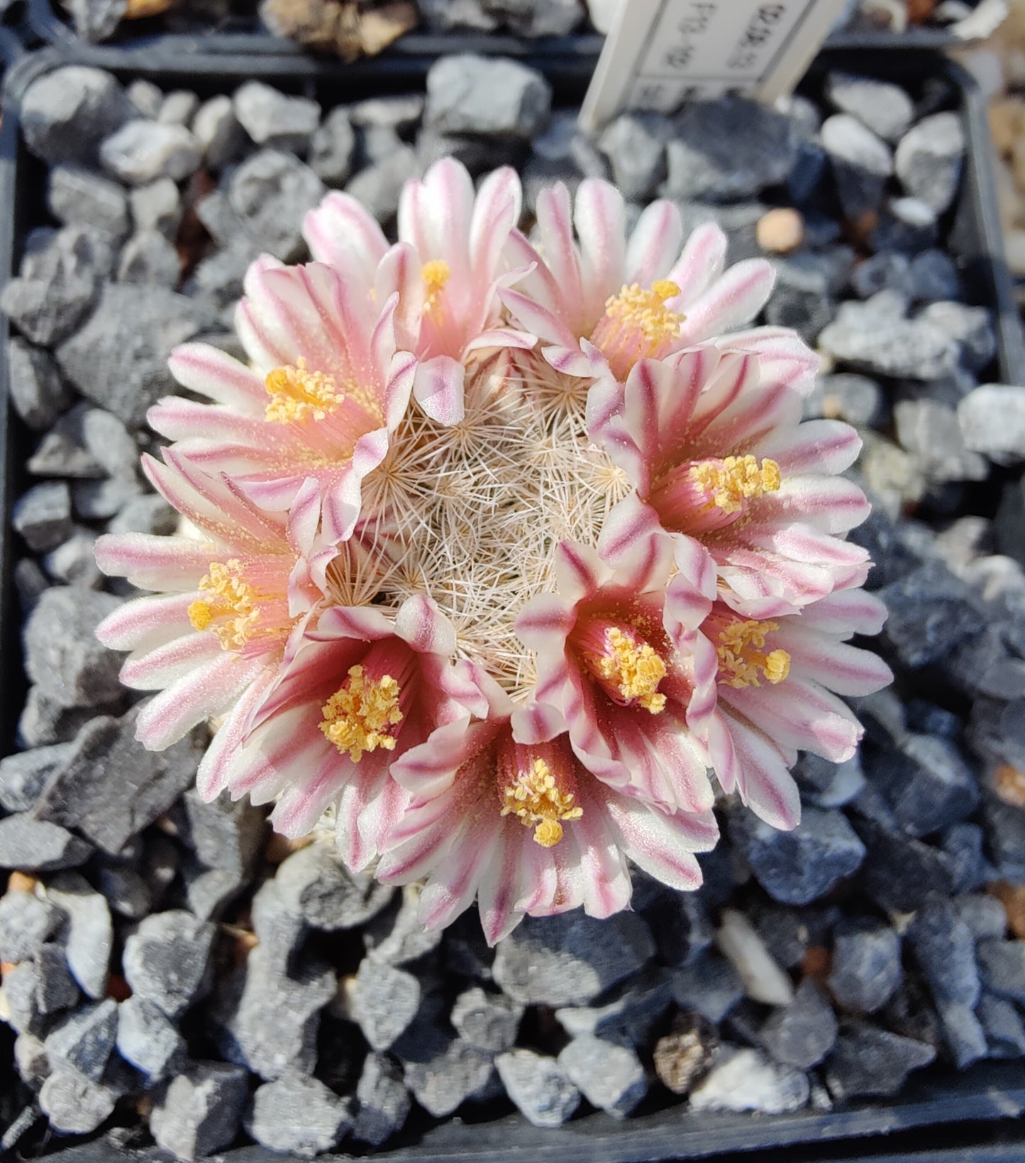 Mammillaria lasiacantha SB 255 (10 frø)