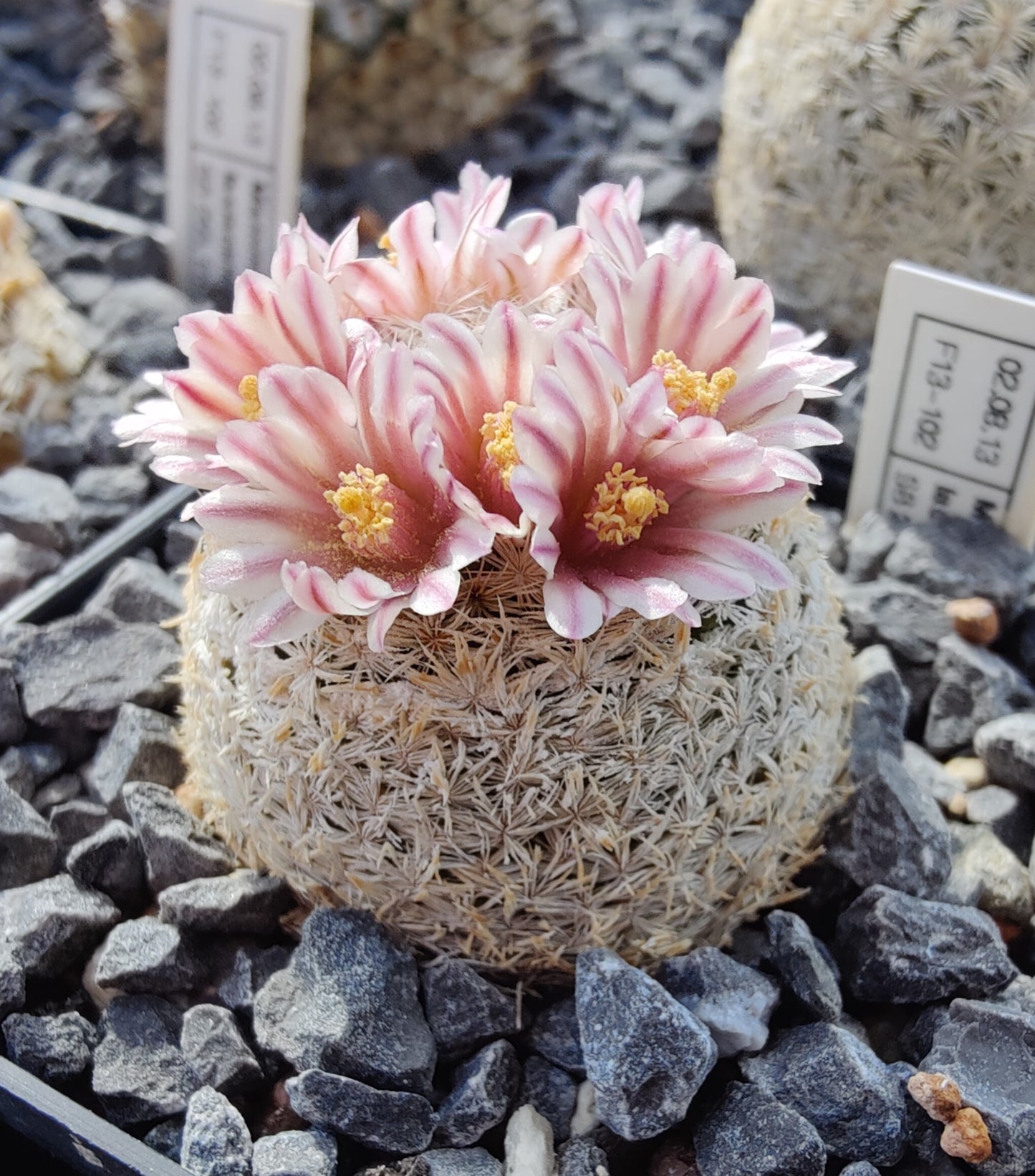 Mammillaria lasiacantha SB 255 (10 frø)