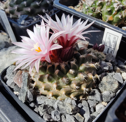 Turbinicarpus mombergeri (10 frø)