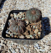 Frailea asterioides KH 0596 (plante)