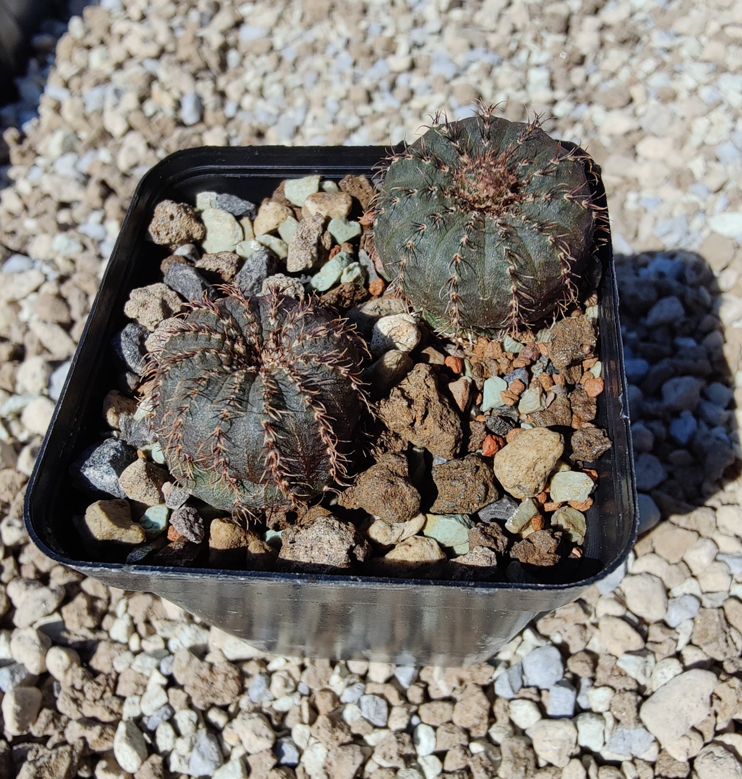 Frailea asterioides KH 0596 (20 frø)