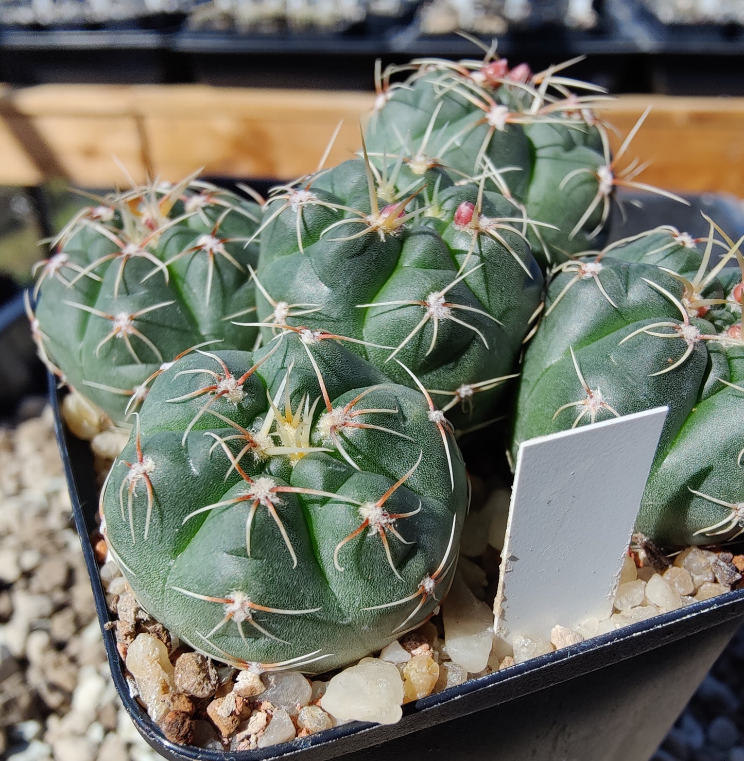 Gymnocalycium pinalii VoS 18-2292 (10 frø)