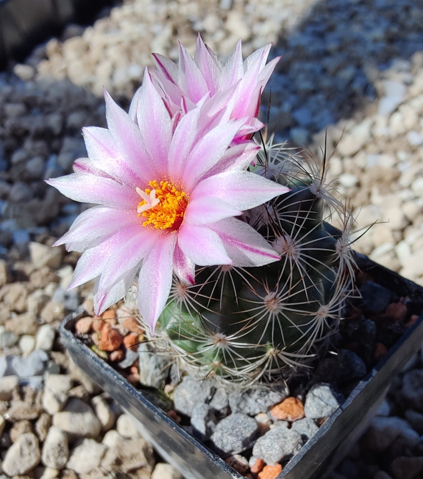 Turbinicarpus saueri ssp. nelissae MZ 626 (10 frø)