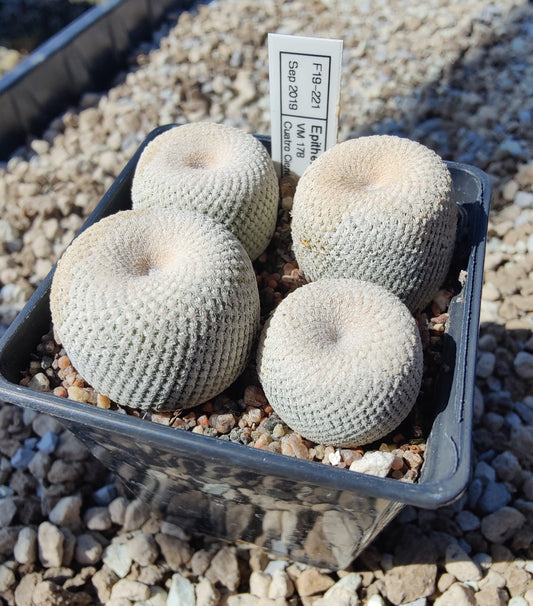 Epithelantha bokei VM 178 (10 frø)