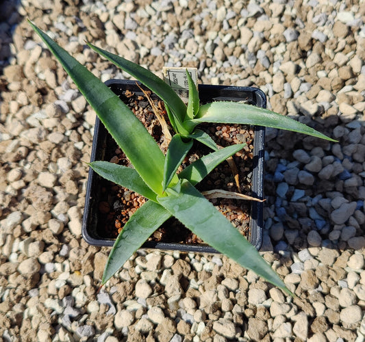 Agave deserti (plante)