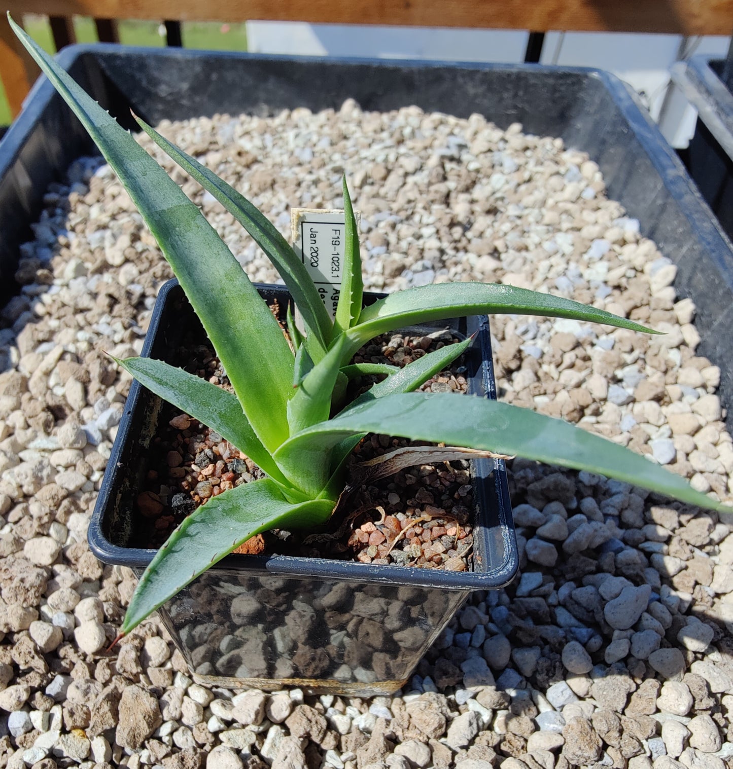 Agave deserti (plante)