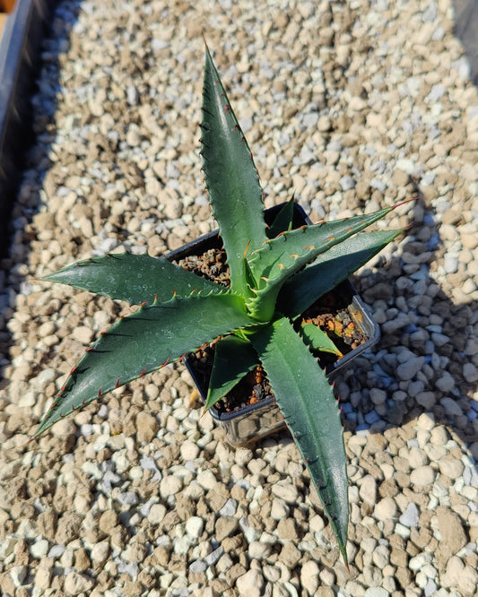 Agave mckelveyana (plante)