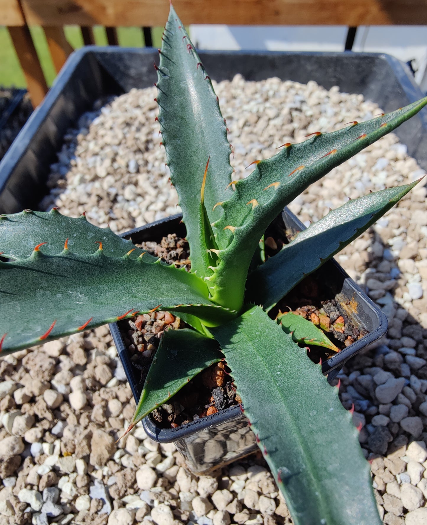 Agave mckelveyana (plante)