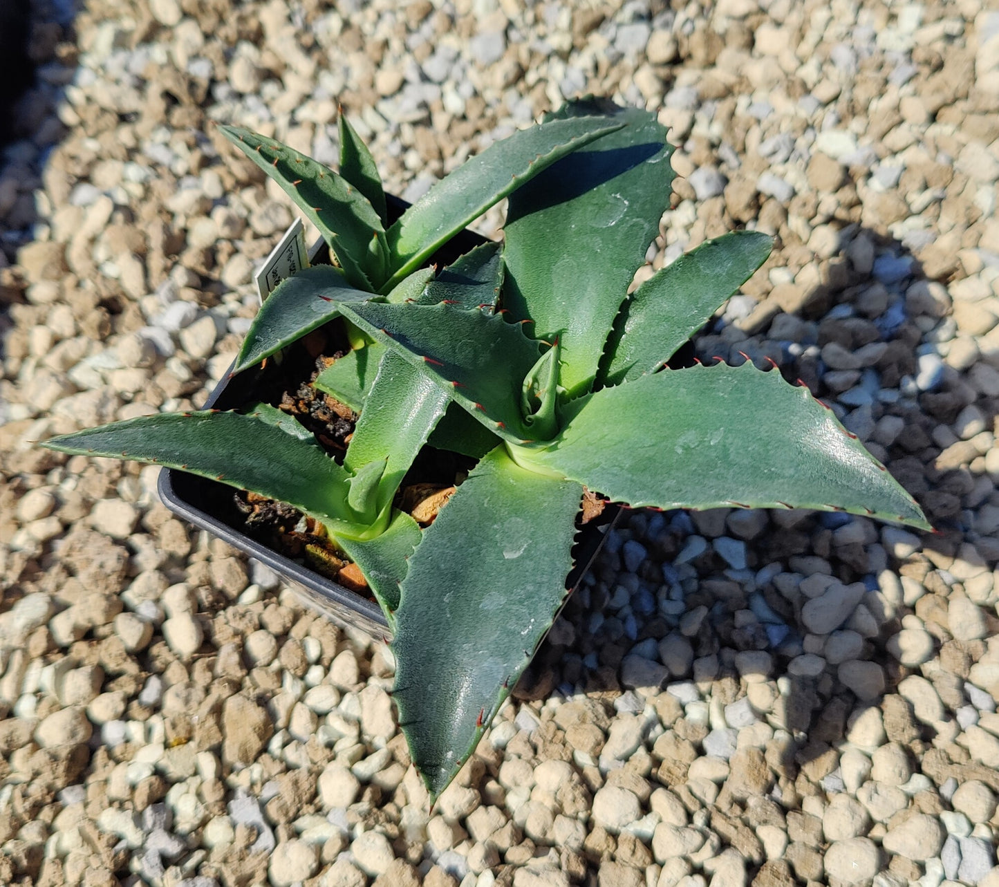 Agave neomexicana (plante)