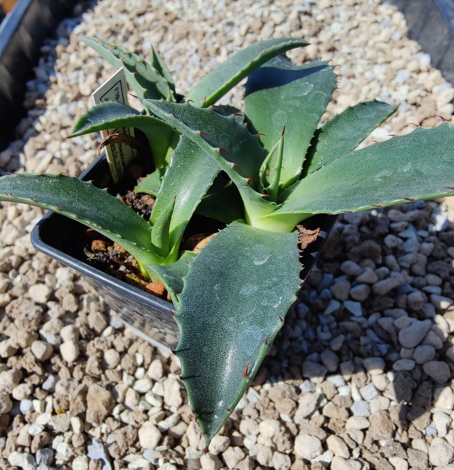 Agave neomexicana (plante)