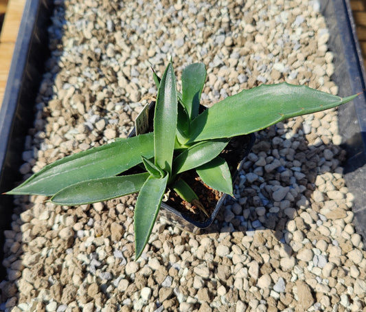 Agave parryi (plante)