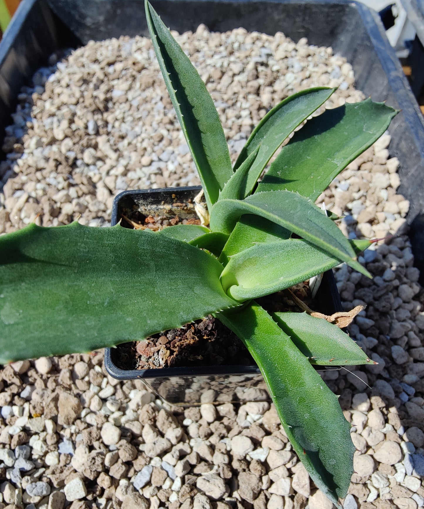 Agave parryi (plante)