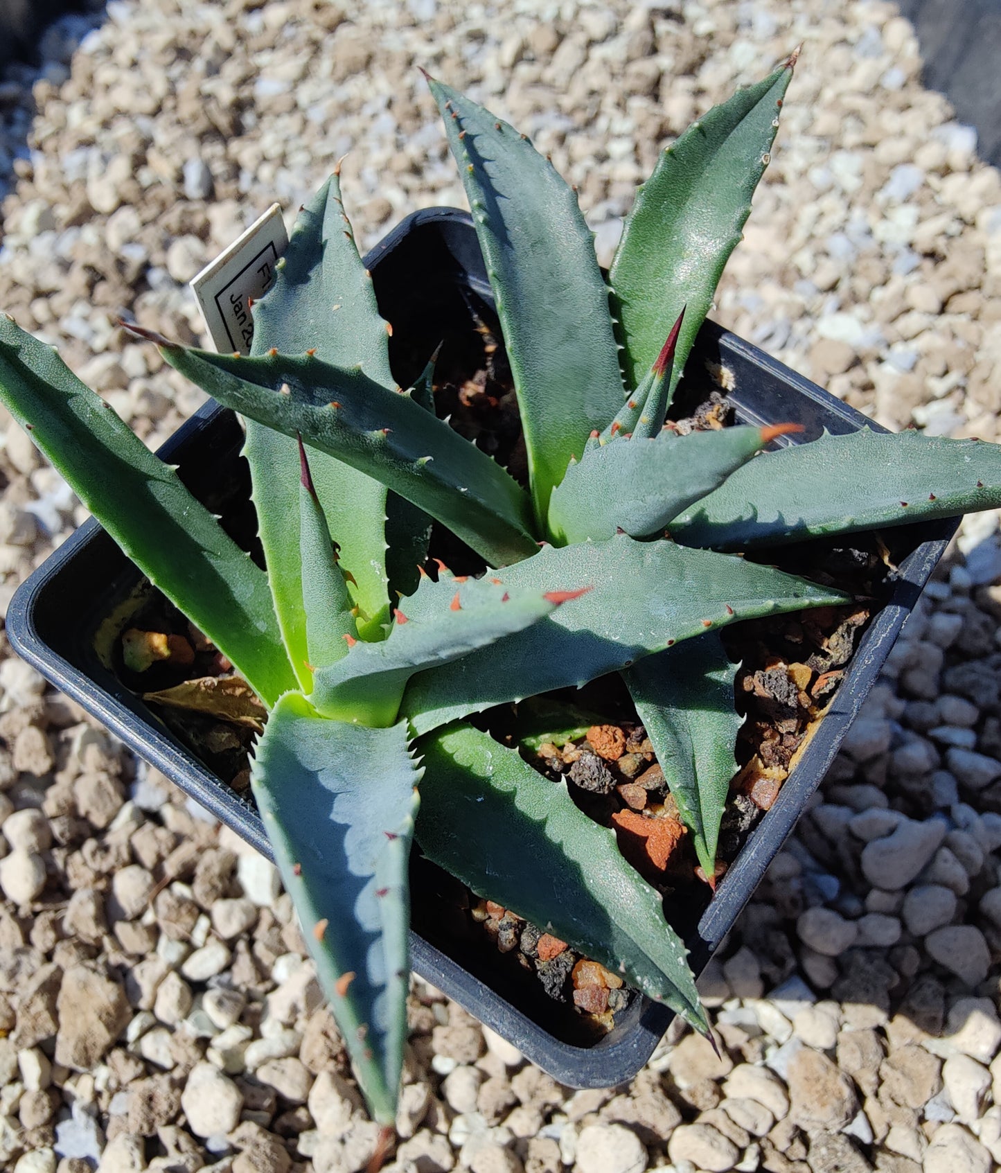 Agave utahensis (plante)