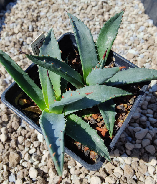 Agave utahensis (plante)