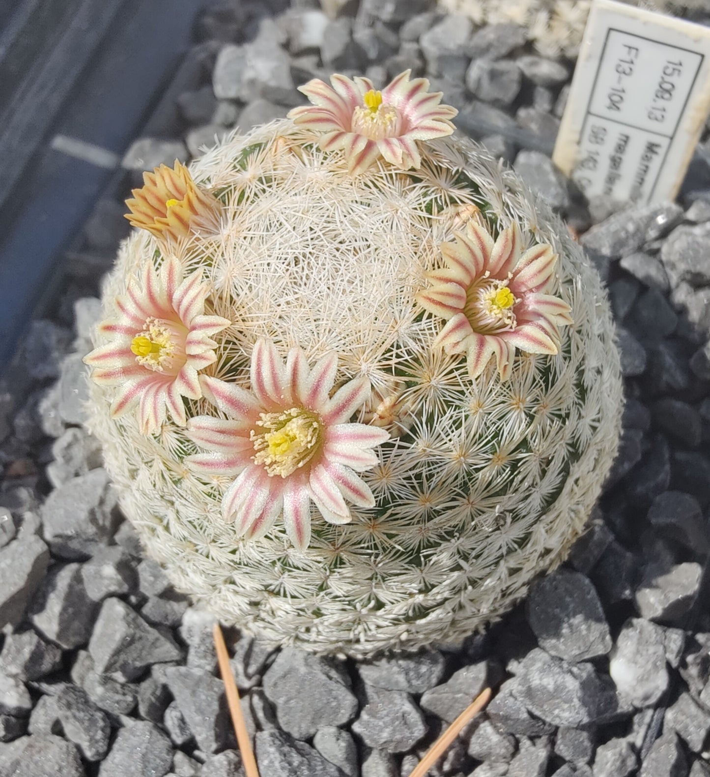 Mammillaria magallanii SB 143 (10 frø)