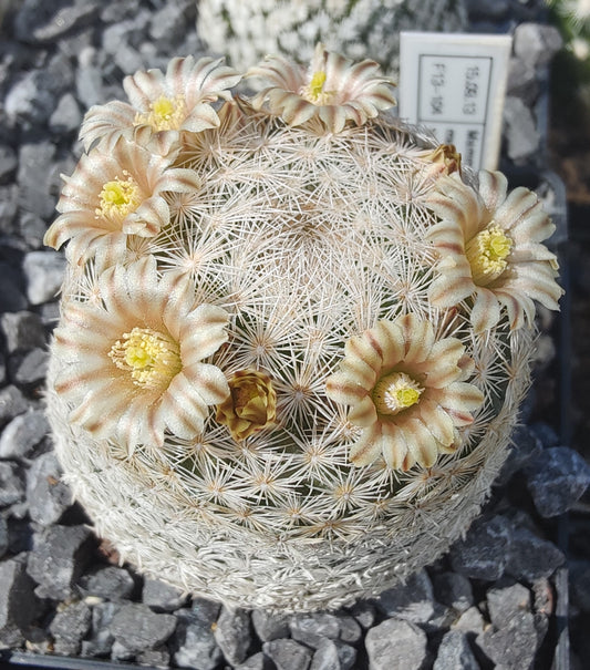 Mammillaria magallanii SB 143 (10 frø)