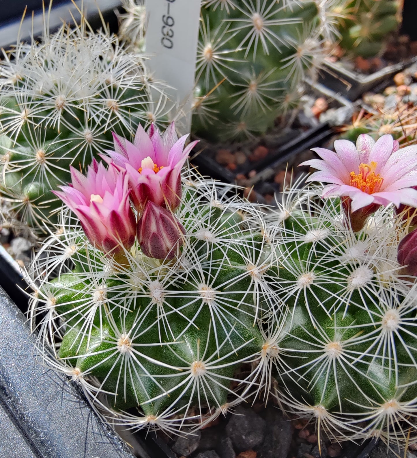 Turbinicarpus knuthianus var. albispinus RS 679 (10 frø)