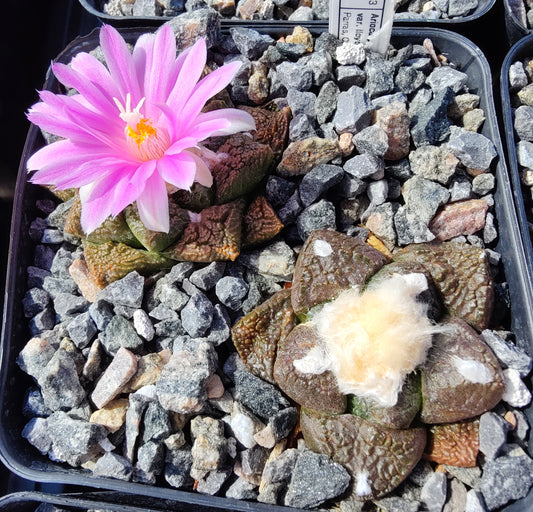Ariocarpus fissuratus ssp.lloydii (10 frø)