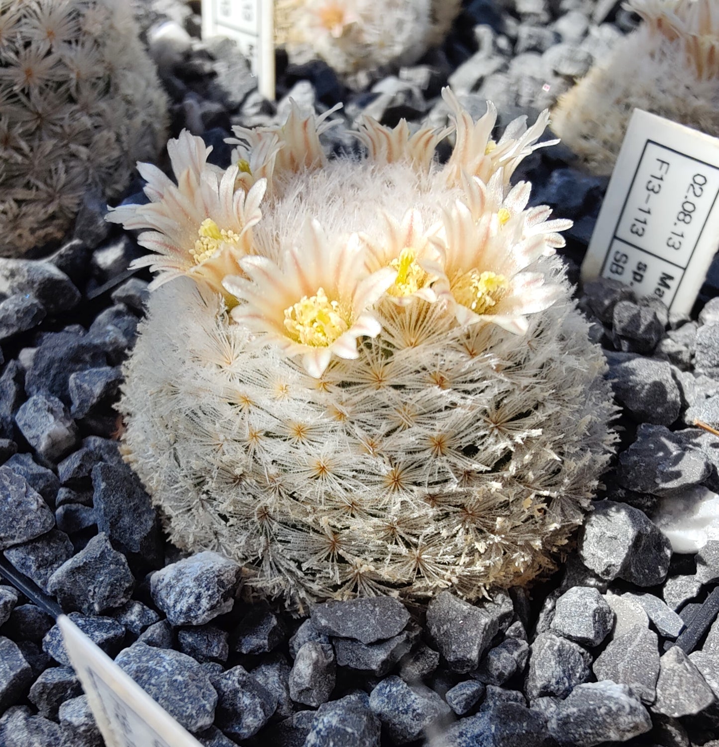 Mammillaria lasiacantha SB 500 (10 frø)